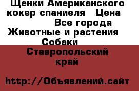 Щенки Американского кокер спаниеля › Цена ­ 15 000 - Все города Животные и растения » Собаки   . Ставропольский край
